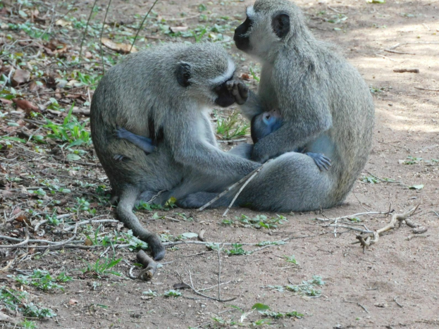 Zwei Grüne Meerkatzen sitzen auf dem Boden im Kruger-Nationalpark, eine hält ein Baby und interagiert mit der anderen.