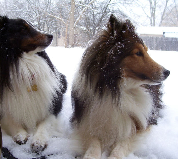 Zwei Hunde stehen auf Schnee mit Bäumen, einem Haus und einem Holzzaun im Hintergrund.