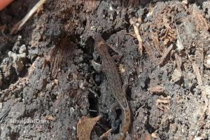 Eine kleine Eidechse sitzt auf einem Haufen Erde, umgeben von trockenen Blättern und anderen Gegenständen, mit einem Gegenstand in der oberen linken Ecke und Text in der unteren linken Ecke.