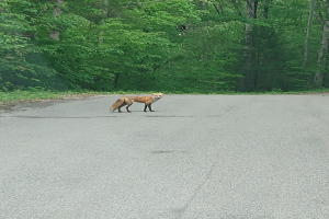 Ein Fuchs läuft die Mitte einer Straße entlang, umgeben von Bäumen.