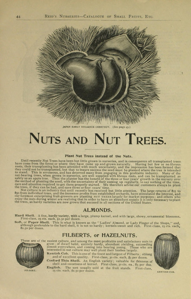 Nahaufnahme eines alten Buches mit Abbildungen und Beschreibungen verschiedener Nüsse und Nussbäume.