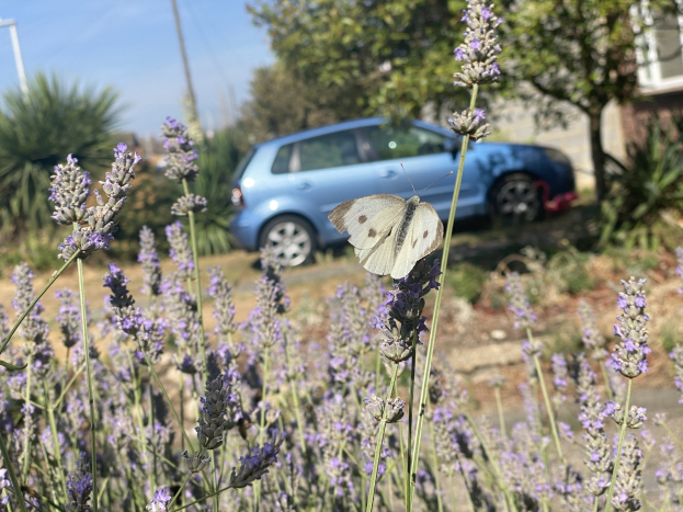Blauer Wagen vor einem Lavendelfeld mit einer weißen Schmetterlingsblume auf einer Blume, Hintergrund enthält Bäume, Pfähle und ein unscharfes Gebäude.