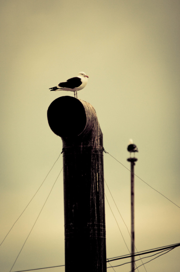 Zwei Vögel auf Masten mit Kabeln und Himmel im Hintergrund.