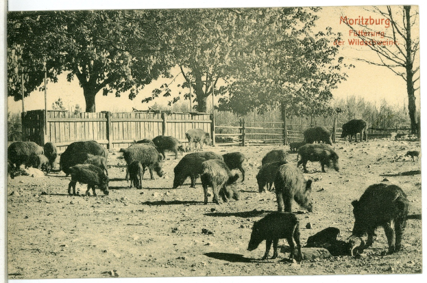 Schwarzes und weißes Foto einer Herde Wildschweine in einem eingezäunten Gehege mit Bäumen und einem klaren Himmel, mit Text auf der rechten Seite.