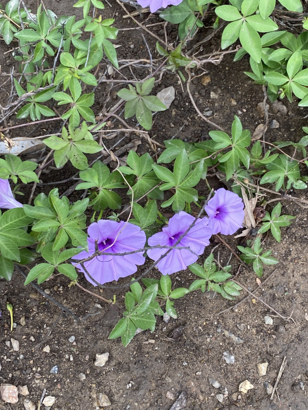 Ein japanischer Morgenstern mit lila Blütenblättern und grünen Blättern, die auf dem Boden wachsen und von Steinen umgeben sind.