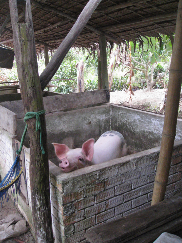 Ein rotes Schwein steht in einem Holzdach-gekrönten Gehege mit Wänden drumherum.