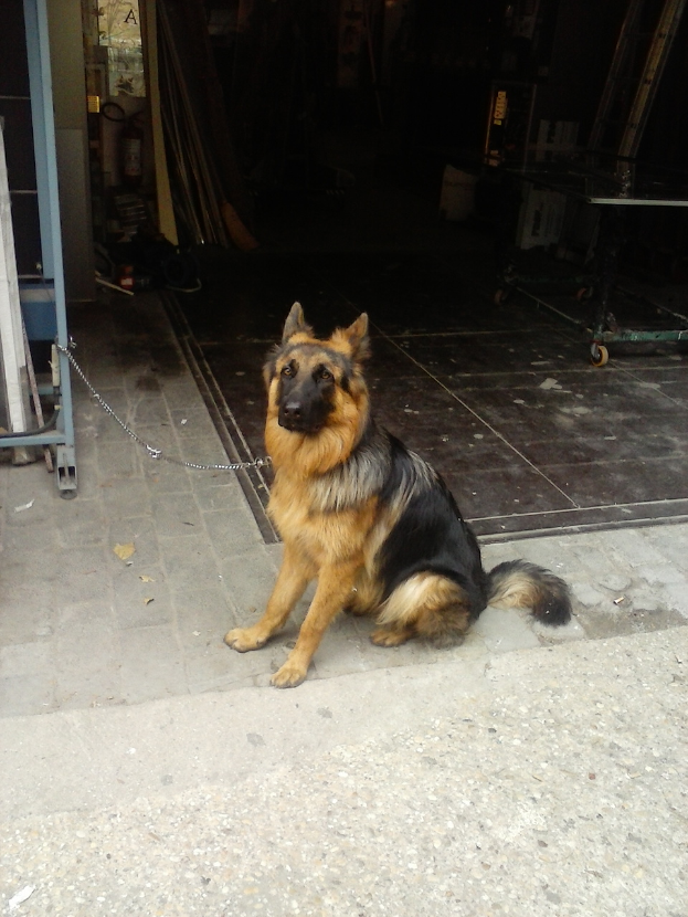 Ein Deutscher Schäferhund mit schwarzem, braunem und weißem Fell sitzt auf einem Gehweg vor einem Gebäude, trägt eine Kette um den Hals und hat ein paar Gegenstände im Hintergrund.