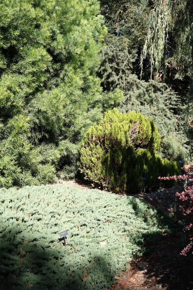 Ein Garten mit grünen Pflanzen, Bäumen und Erde.